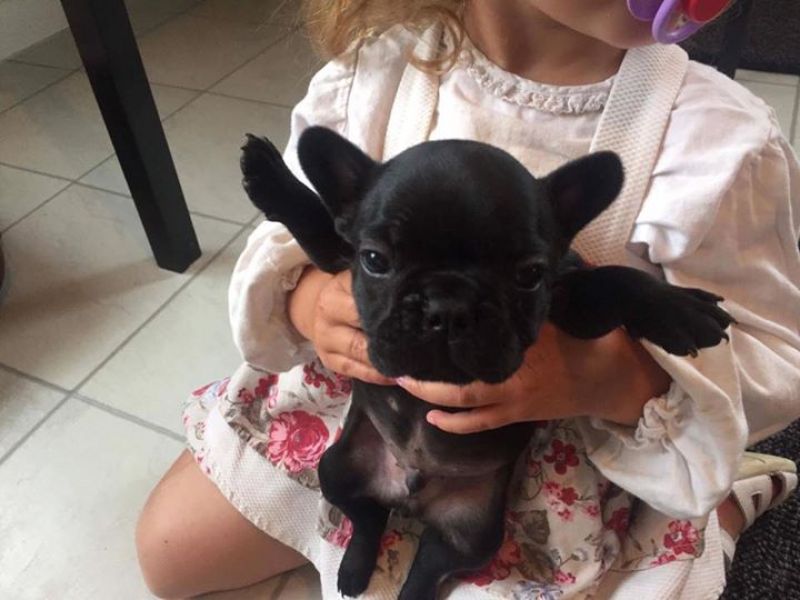 Molto bella e sani cuccioli di bulldog francese per adozione  