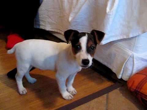 REGALO JACK RUSSEL CUCCIOLI (PEDIGREE)  adorabile maschio e femmina jack russel cuccioli disponibili