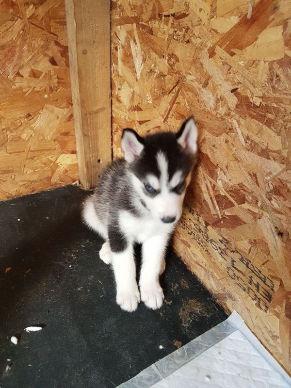 Cuccioli di Husky siberiano