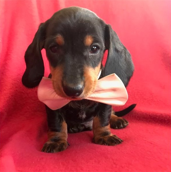 Regalo bassotti cuccioli introvabili cuccioli di bassotti intelligenti e dolcissimi attaccati al pad