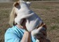 Cuccioli Pedigree Bulldog inglese
