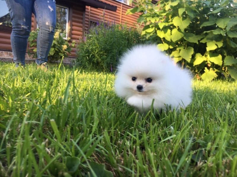 ✔ ✔ ☮ Pomerania ☮ Cuccioli in adozione ✔ ✔