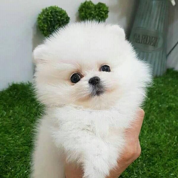 Bellissimi cuccioli di Pomerania Disponibili in adozione