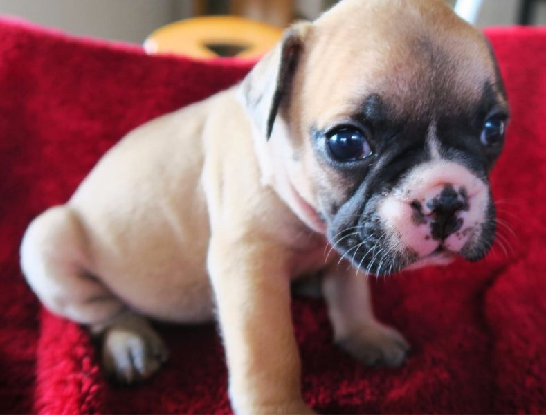 Cuccioli di razza bulldog francese per adozione 