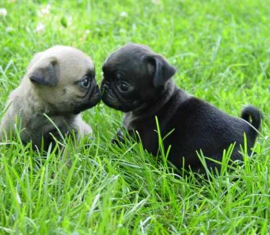 Regalo cuccioli di carlino disponibili per l adozione 