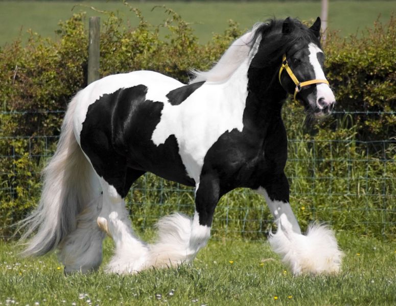 Gypsy Vanner per adozione