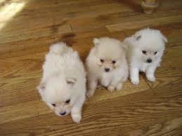 Bellissimi cuccioli di Volpino Pomerania