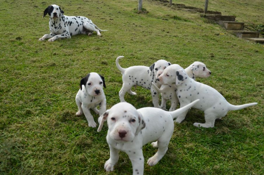 REGALO dalmata cuccioli