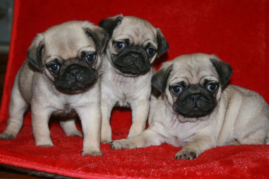 Regalo Cuccioli di Carlino