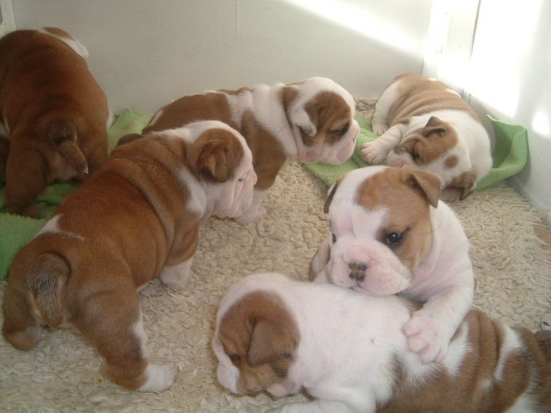   regalo cuccioli di bulldog inglese disponibili per l'adozione