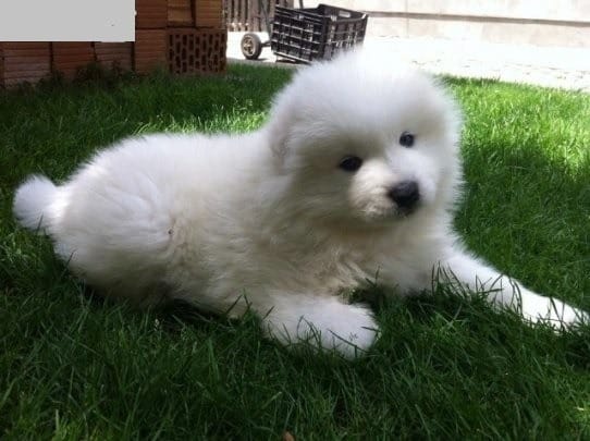 Molto bella e sani cuccioli di samoiedo per adozione (gratis)
