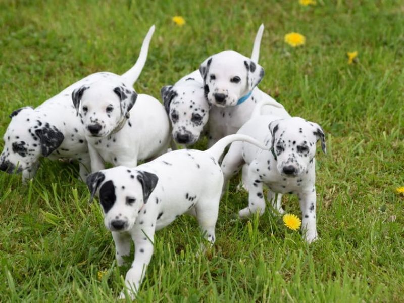 cuccioli di dalmata per adozione per adozione ( regalo )