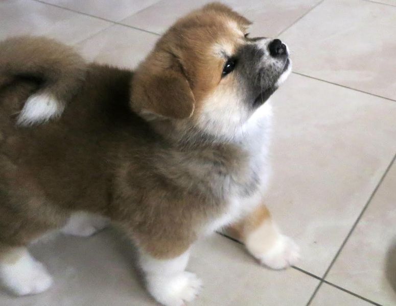  cuccioli di akita-inu per adozione ( maschio e femmina )