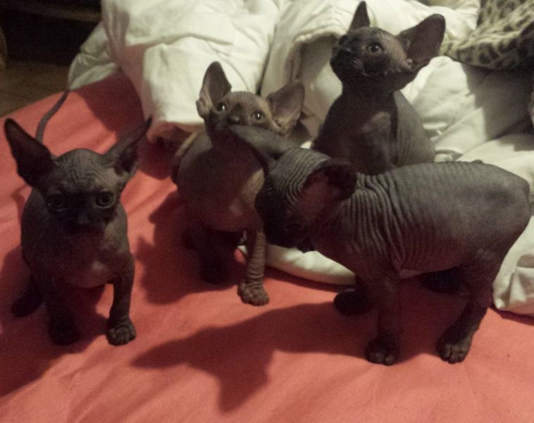 Gattini di Sphynx   per adozione ( maschio e femmina )