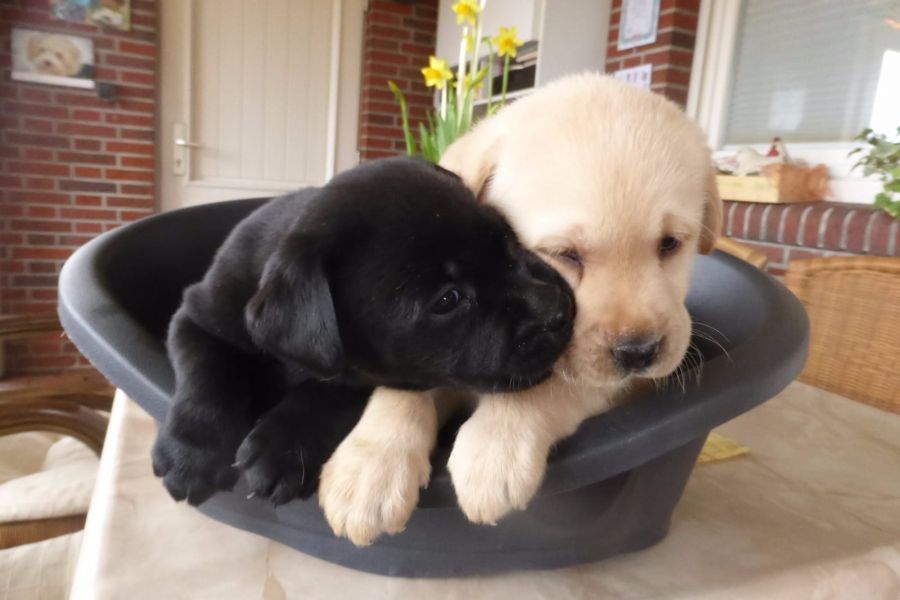 cuccioli di labrador  ( per regalo )