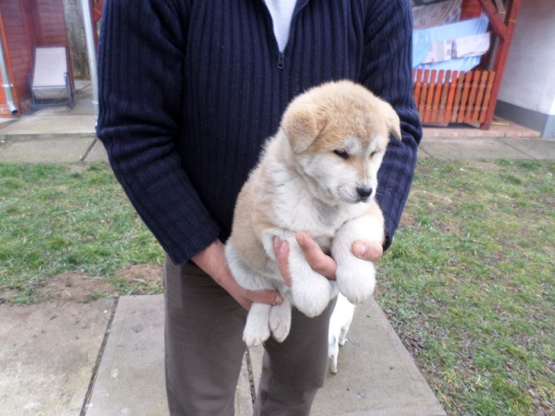 Cuccioli di akita-inu  ( per regalo )