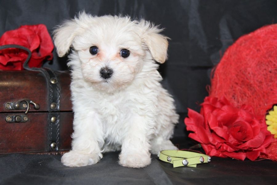 Molto bella e sani cuccioli di micro maltese per adozione maschi e femmine disponibili (gratis)