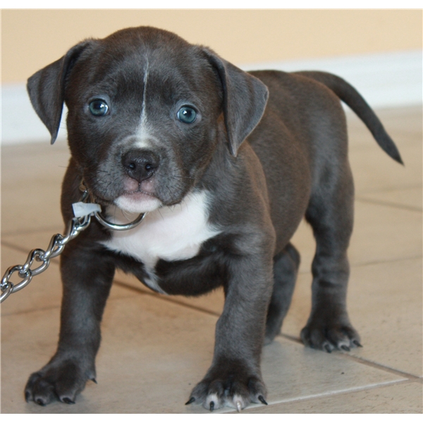 REGALO Bellissimi maschi e femmine PITBULL cuccioli