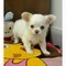 Bellissimi chihuahua taglia mini bianchi e beige