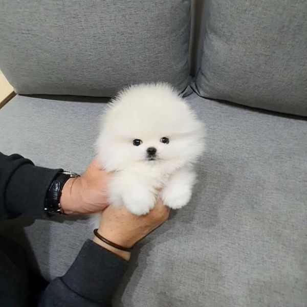 ✔ ✔ registrato ☮ pomeranian ☮ cuccioli in adozione ✔ ✔