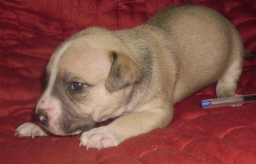 Cuccioli pitbull con pedigree