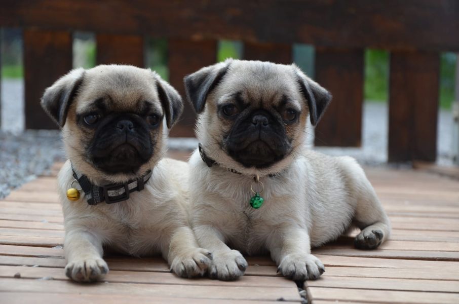  cuccioli di carlino  per adozione ( maschio e femmina )