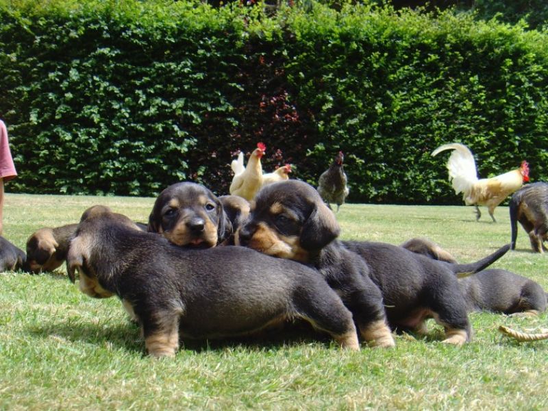  Regalo adorabili cuccioli bassotto 