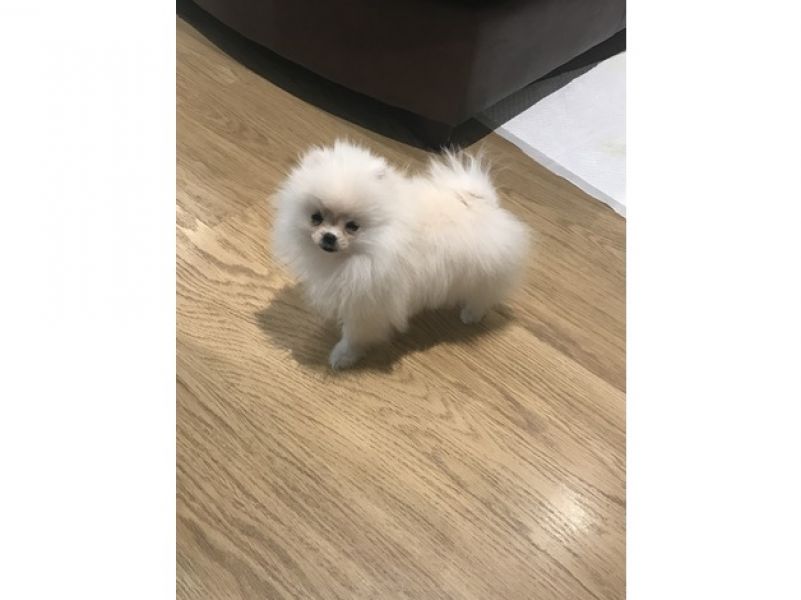 Regalo Volpini cuccioli di pomerania