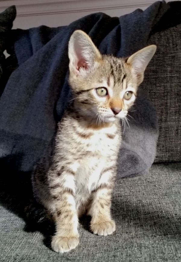  gattini Savannah   per adozione ( regalo  )