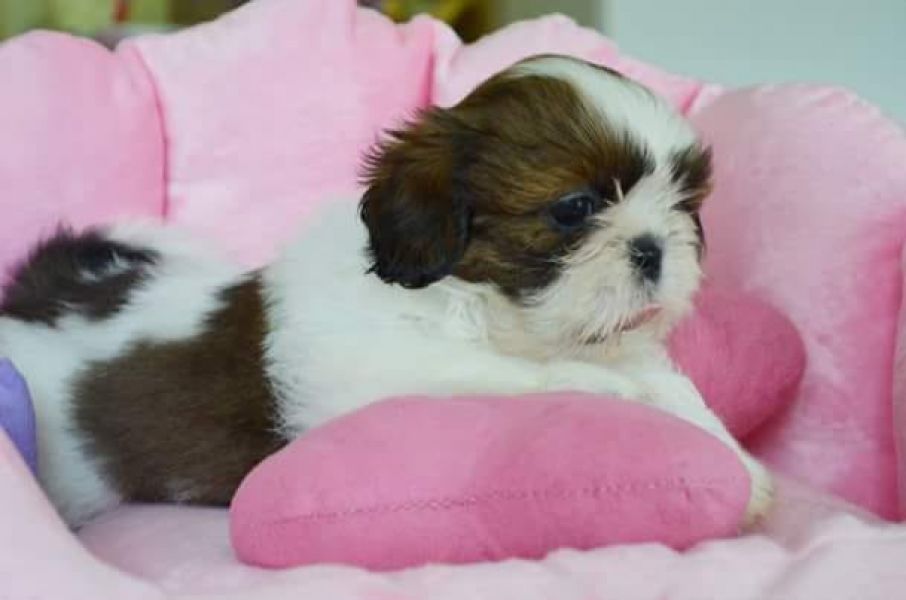  regalo cuccioli di Shih Tzu disponibili per l'adozione