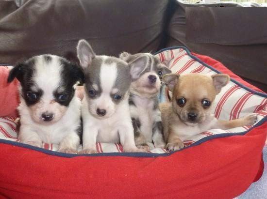 Chihuahua meravigliosi cuccioli privato vende
