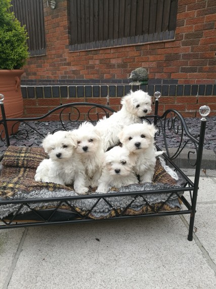 REGALO Dolci cuccioli Maltese per l'adozione