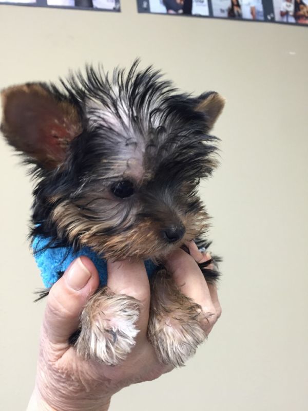  regalo cuccioli di yorkshire  disponibili per l'adozione