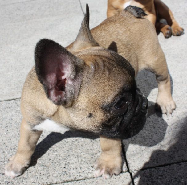  Adorabili cuccioli di Bulldog Francese femminucce e maschietti disponibili per l'adozione gratuita