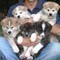 Akita Inu Maschietti e Femminucce!!  Akita Inu Maschietti e Femminucce!!