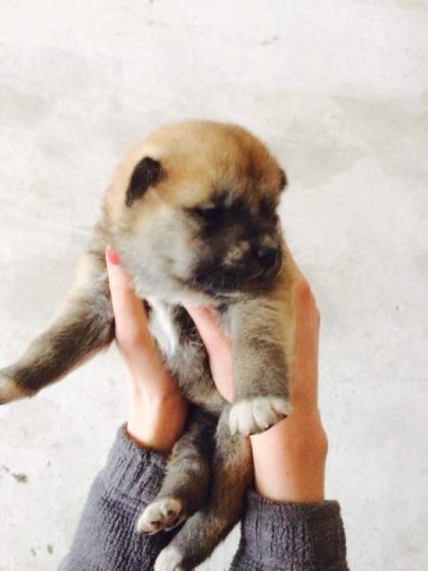 Akita inu