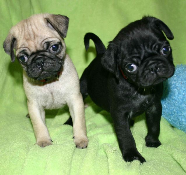  REGALO BELLISSIME CUCCIOLI DI CARLINO Carlino - Cuccioli disponibili neri e beige,vengono consegnat