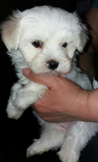 Regalo cuccioli di maltese per l'adozione disponibili