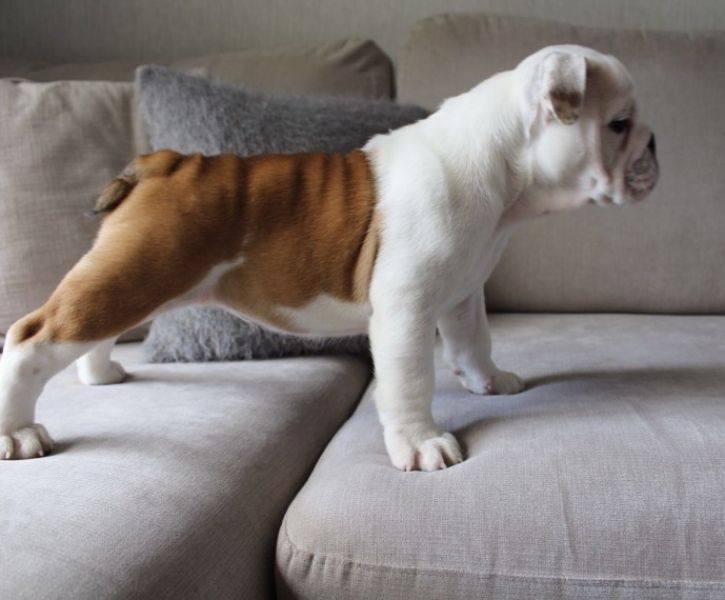 Regalo Bulldog inglese cuccioli disponibili