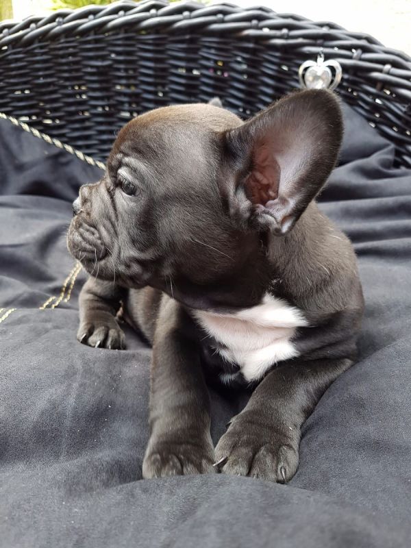 Molto bella e sani cuccioli di bulldog francese per adozione  