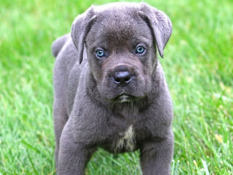 Offro in regalo Cane Corso cuccioli con pedigree . 