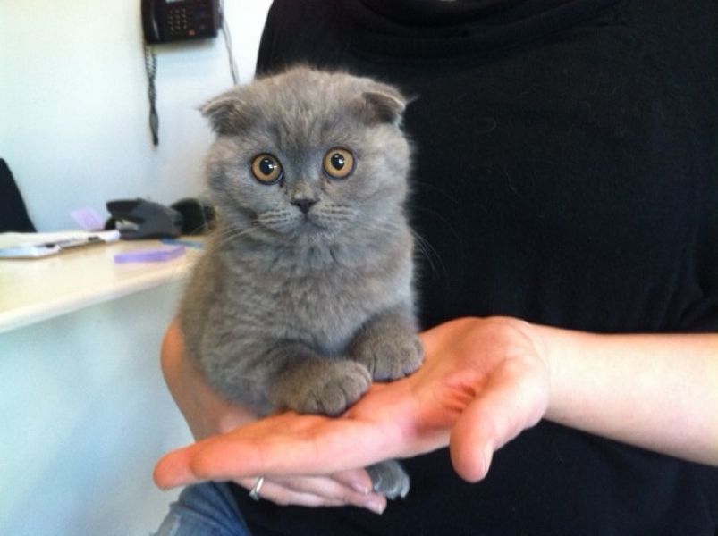 Scottish fold gattini a vostra disposizione