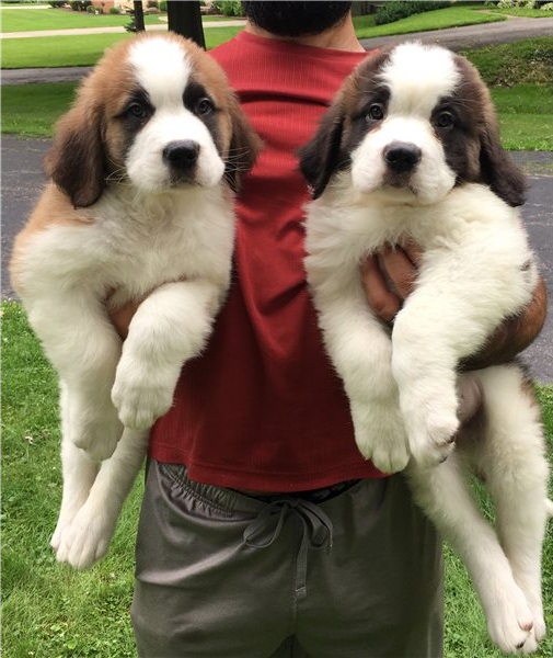 Regalo Cuccioli di San Bernardo  in pronta consegna i cuccioli verranno Dato dopo 90 giorni dalla na