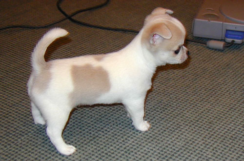  @@REGALO CHIHUAHUA DISPONIBILI SIA MASCHIETTI CHE FEMMINUCCE@@  Regalo chihuahua mini toy tutti mie