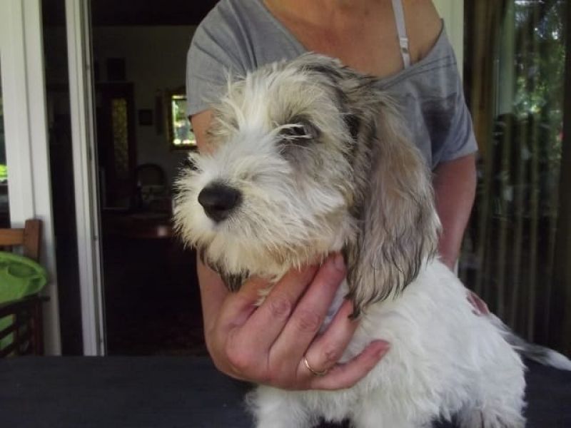 Molto bella e sani  cuccioli di Basset Hound   per adozione maschi e femmine disponibili (gratis)