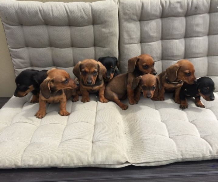  Regalo adorabili cuccioli bassotto