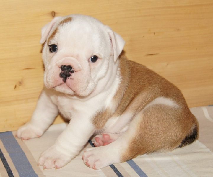 Due cuccioli di bulldog inglese di maschio e femmina !!..