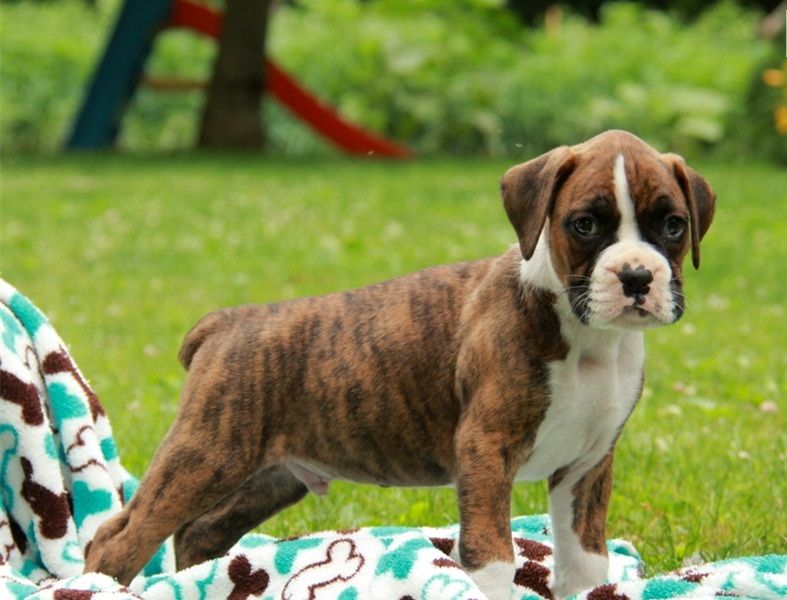 REGALO Estremamente carino cuccioli di boxer per l'adozione