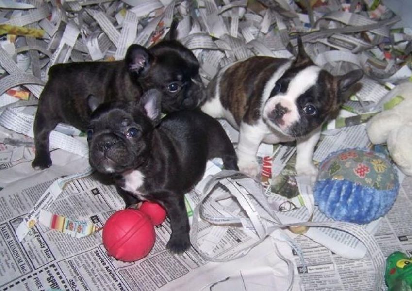 Cuccioli di Bulldog francese di razza pura per Natale