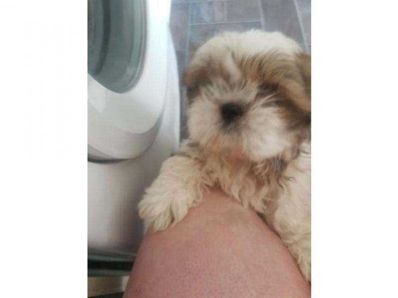 Bellissimi cuccioli di shih tzu
